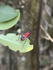 Dindymus sanguineus