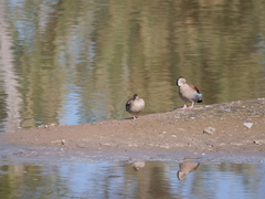 Callonetta leucophrys