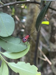 Dindymus sanguineus