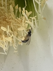 Halictus tripartitus