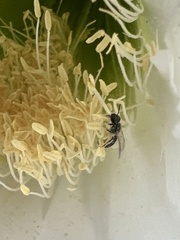 Halictus tripartitus