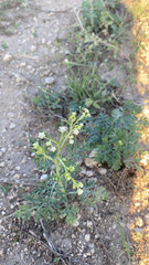 Parthenium hysterophorus