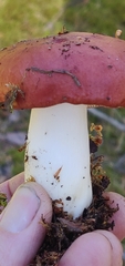 Russula emetica