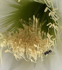 Halictus tripartitus