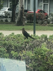 Quiscalus major westoni