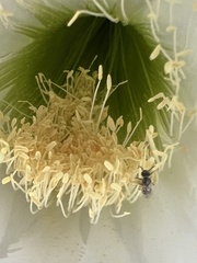 Halictus tripartitus