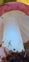 Russula emetica