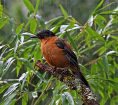 Heterophasia capistrata