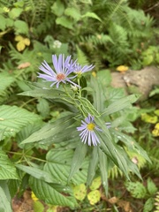 Symphyotrichum novi-belgii