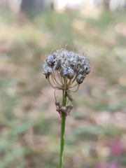 Allium