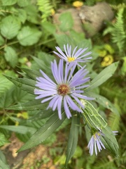 Symphyotrichum novi-belgii