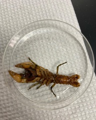 Procambarus barbiger