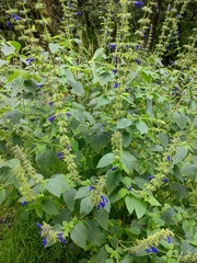 Salvia mexicana