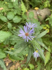Symphyotrichum novi-belgii