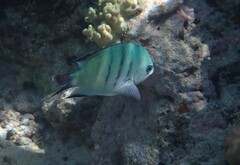 Abudefduf whitleyi