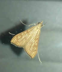 Antigastra catalaunalis