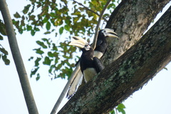 Anthracoceros albirostris