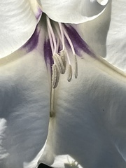 Datura discolor