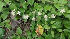 Clematis vitalba
