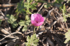 Modiolastrum gilliesii