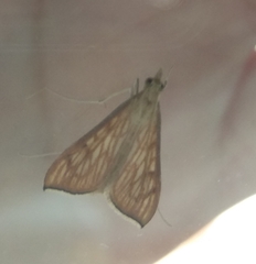 Antigastra catalaunalis