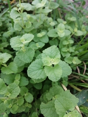 Brickellia veronicifolia