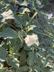 Datura discolor
