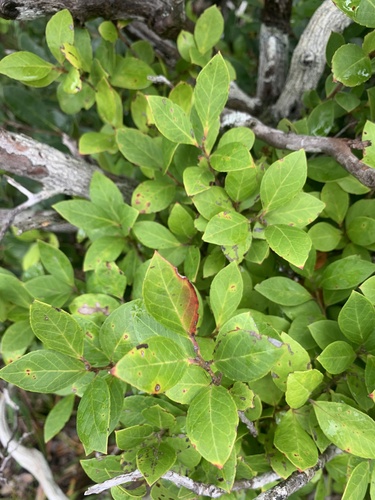 Vaccinium boninense iNat (1)