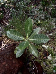 Gardenia aubryi