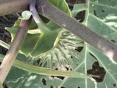 Datura discolor