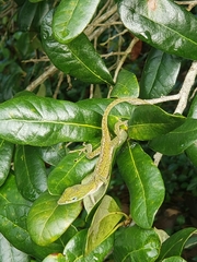 Anolis carolinensis