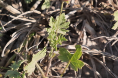 Modiolastrum gilliesii