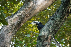 Anthracoceros albirostris