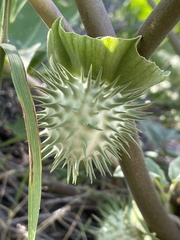 Datura discolor