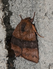 Xenochroa ferriviridis
