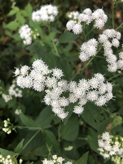 Ageratina