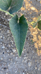 Cucurbita foetidissima