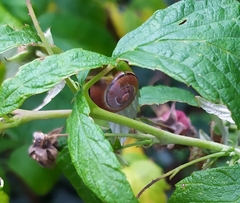 Cepaea