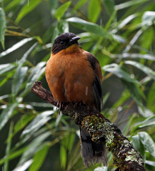 Heterophasia capistrata