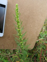 Artemisia biennis