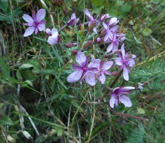 Chamaenerion fleischeri