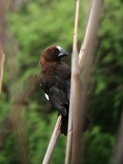 Amblyospiza albifrons