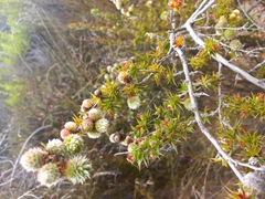 Cliffortia ruscifolia