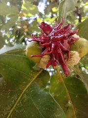 Andricus dentimitratus