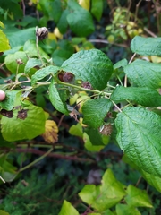 Cepaea