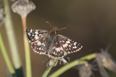 Burnsius orcynoides