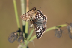 Burnsius orcynoides