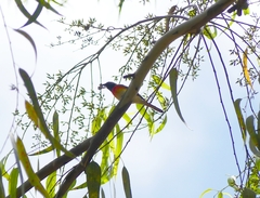 Pericrocotus cinnamomeus