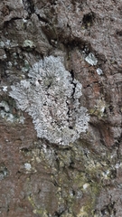 Physcia caesia