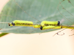 Eurema blanda